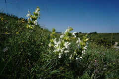 Salvia scabiosifolia