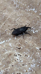 Sphenophorus coesifrons