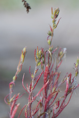 Corispermum hyssopifolium