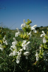 Salvia scabiosifolia