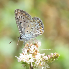 Polyommatus celina