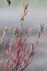 Corispermum hyssopifolium