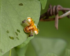 Aspidimorpha miliaris