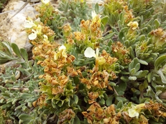 Teucrium montanum jailae