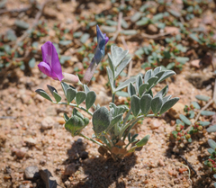 Astragalus amphioxys