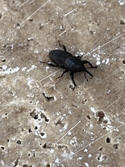 Sphenophorus coesifrons