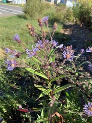 Canadanthus modestus