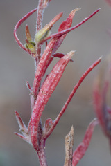 Corispermum hyssopifolium
