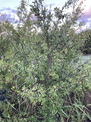 Forestiera pubescens