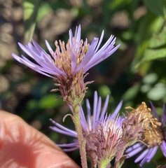 Canadanthus modestus