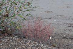 Corispermum hyssopifolium