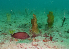 Solenastrea hyades