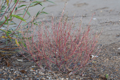 Corispermum hyssopifolium