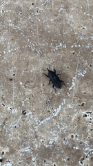Sphenophorus coesifrons