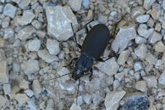 Pterostichus niger