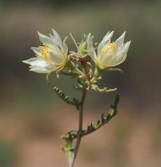 Mentzelia multiflora