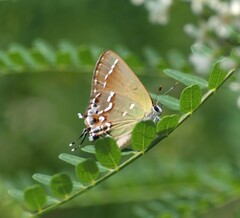 Callophrys gryneus
