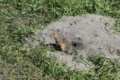 Ictidomys tridecemlineatus