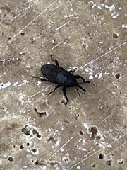 Sphenophorus coesifrons