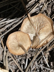 Lentinus arcularius