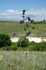 Salvia nutans