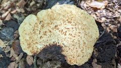 Cerioporus squamosus