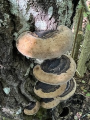 Phellinus