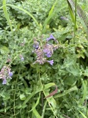 Aloysia