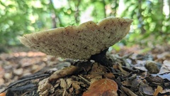 Cerioporus squamosus