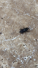 Sphenophorus coesifrons