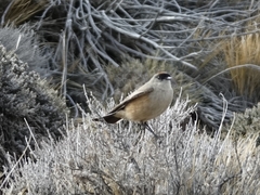 Muscisaxicola capistratus