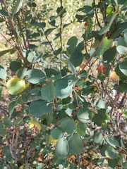 Amelanchier alnifolia