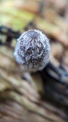 Coprinopsis lagopus