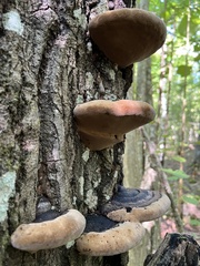 Phellinus