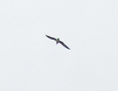 Larus fuscus