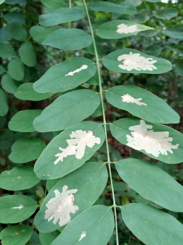 Locust Digitate Leafminer Moth
