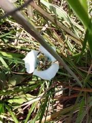 Cypella opalina opalina