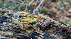 Coprinopsis lagopus