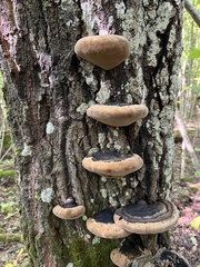 Phellinus