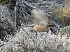 Muscisaxicola capistratus