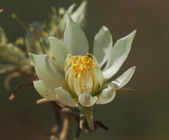 Mentzelia multiflora