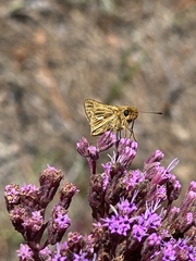 Panoquina panoquin