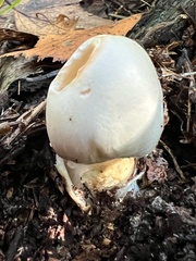 Amanita virosa