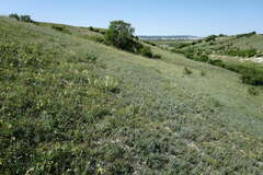 Salvia scabiosifolia