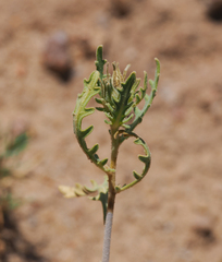 Mentzelia multiflora