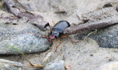 Nebria picicornis