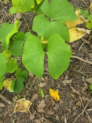 Jeffersonia diphylla