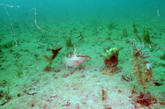 Epinephelus morio