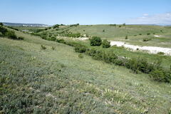 Salvia scabiosifolia