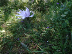 Scorzonera purpurea